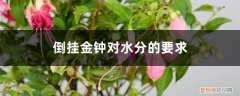倒挂金钟喜不喜欢水 倒挂金钟对水分的要求