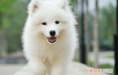银狐和萨摩耶幼犬的区别 银狐犬和萨摩的区别在哪