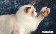 布偶猫不爆毛什么样子 布偶猫不爆毛