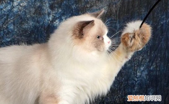 布偶猫不爆毛什么样子 布偶猫不爆毛
