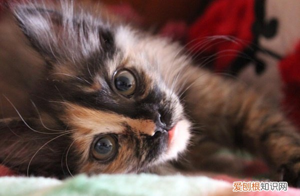 玳瑁猫和狸花猫的区别 玳瑁猫和三花猫的区别