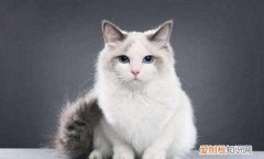 布偶猫脸小怎么回事 布偶猫脸小