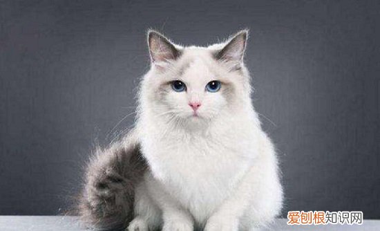 布偶猫脸小怎么回事 布偶猫脸小
