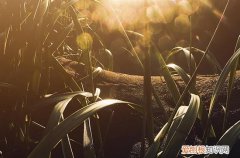 2023年三伏第一天是哪一天