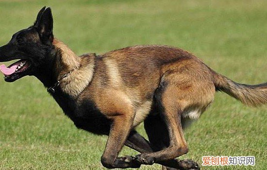 德国牧羊犬什么价位 德国牧羊犬哪里买