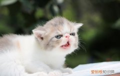 加菲猫的智商高不高 加菲猫的智商和粘人程度