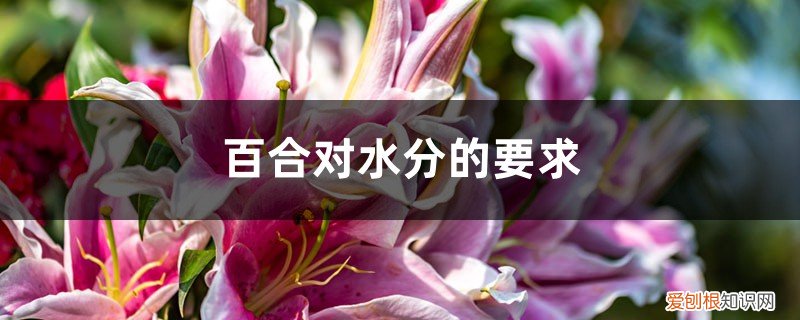 百合多水还是少水 百合对水分的要求