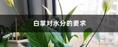 白掌用水养行吗 白掌对水分的要求