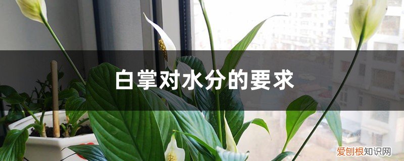 白掌用水养行吗 白掌对水分的要求