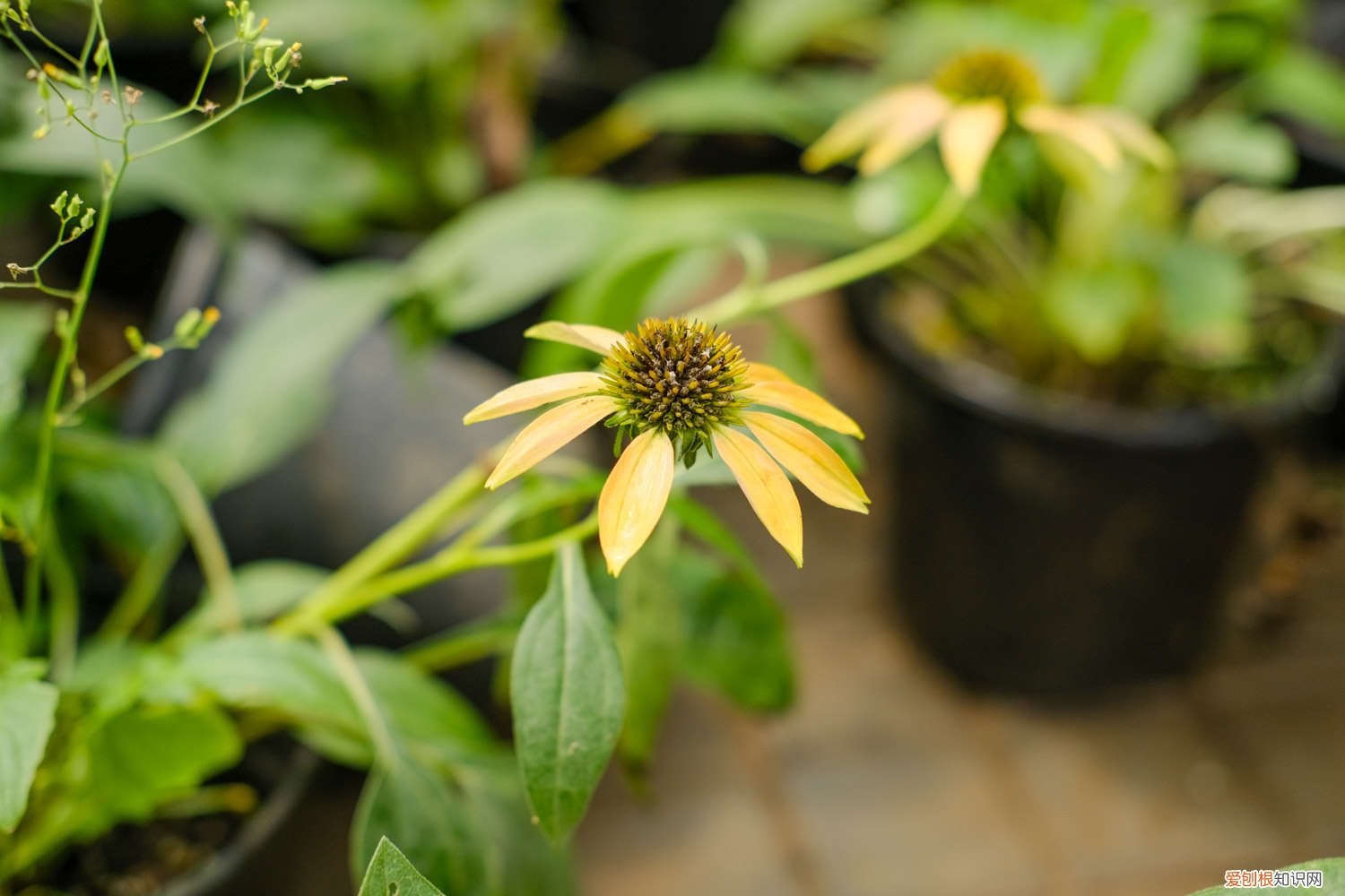 新买的松果菊怎么养好 新买的松果菊怎么养
