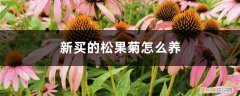 新买的松果菊怎么养好 新买的松果菊怎么养