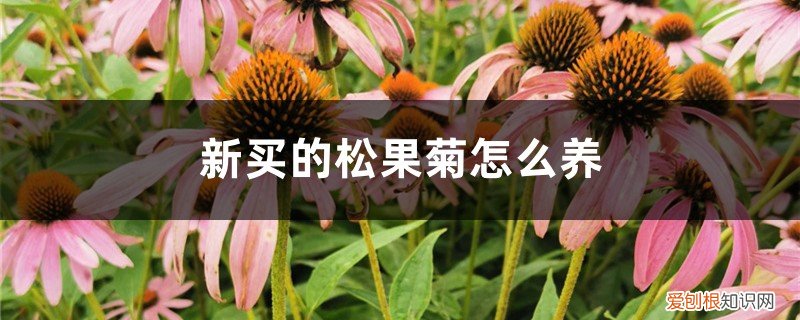 新买的松果菊怎么养好 新买的松果菊怎么养