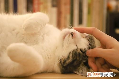 宠物医生发展方向，宠物医生专业学习交流平台知宠百科完成数百万元天使轮融资