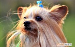 蝴蝶犬串狗 养蝴蝶犬串串的危害