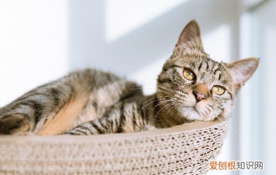 自制猫饭可以当主食吗 自制猫饭能代替猫粮吗