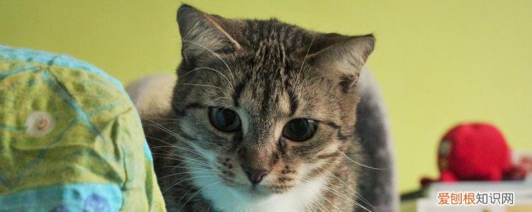 猫咪肋骨断了什么反应 猫的肋骨鼓起来了是什么原因