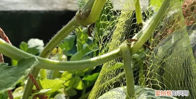 怎么看西瓜熟不熟最简单的方法 西瓜生熟最好的辨认方法