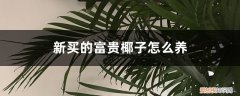 新买的富贵椰子怎么养活 新买的富贵椰子怎么养