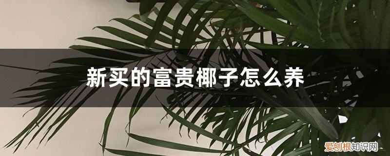 新买的富贵椰子怎么养活 新买的富贵椰子怎么养