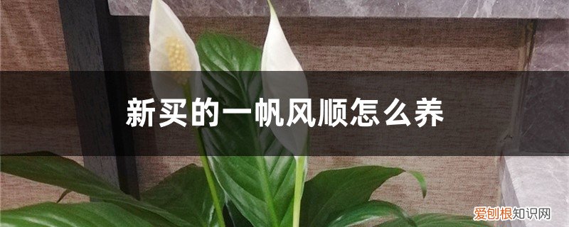 一帆风顺怎样养? 新买的一帆风顺怎么养