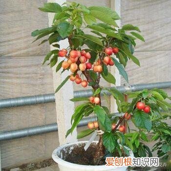 剪花根要剪多少根，还在养花？剪“1根枝”插盆里，只需20天，株上挂满小红果，真甜