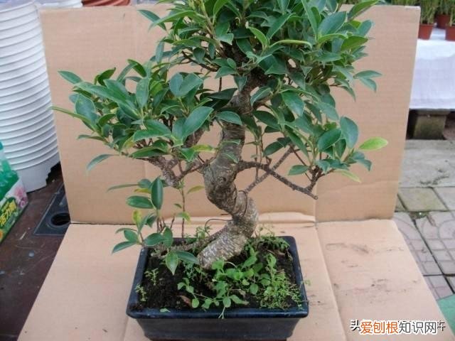 剪花根要剪多少根，还在养花？剪“1根枝”插盆里，只需20天，株上挂满小红果，真甜