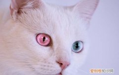 养异瞳猫好么 养异瞳猫
