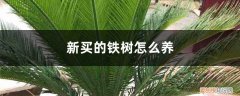 铁树买回来怎么养 新买的铁树怎么养