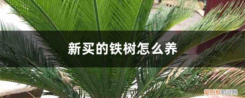 铁树买回来怎么养 新买的铁树怎么养