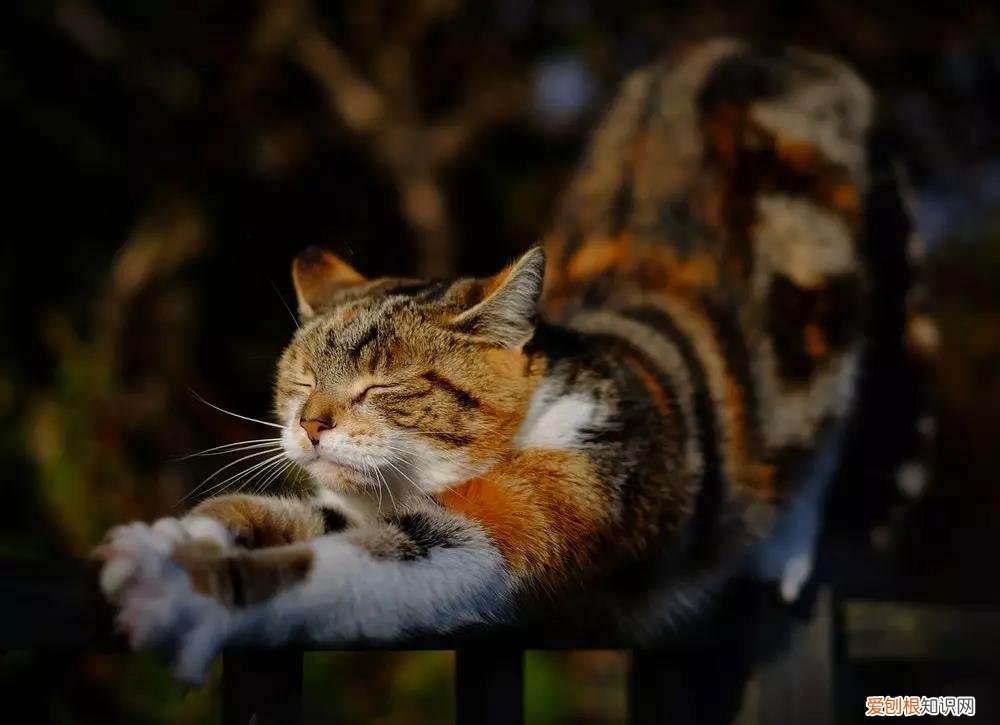 猫掉毛猫藓 猫掉毛,猫