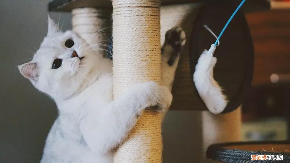 猫掉毛猫藓 猫掉毛,猫