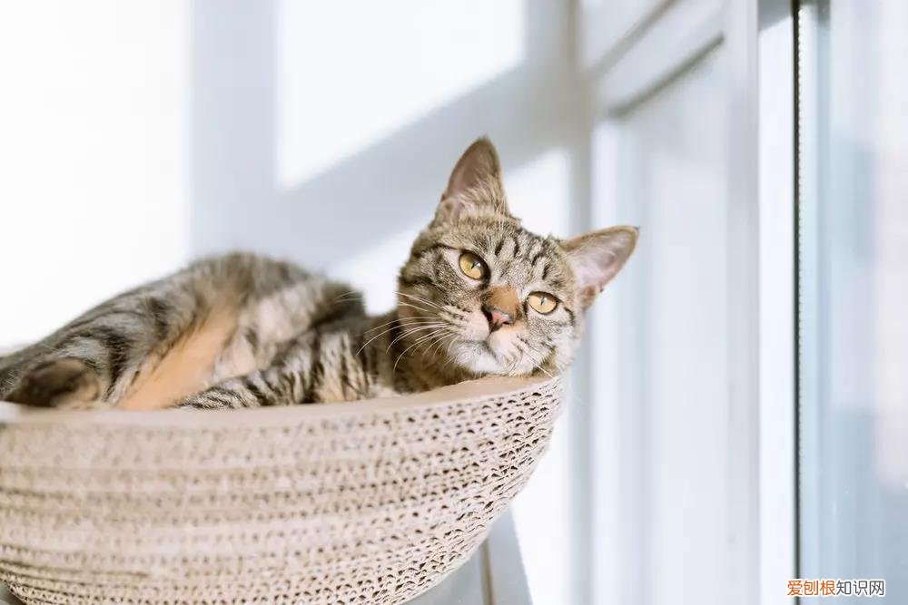 猫掉毛猫藓 猫掉毛,猫