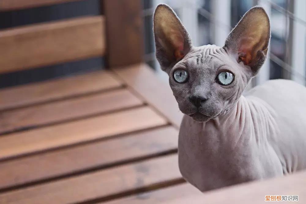猫掉毛猫藓 猫掉毛,猫