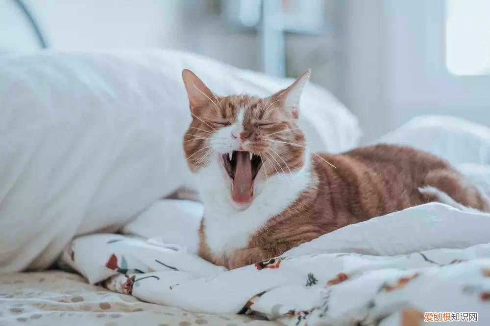 猫掉毛猫藓 猫掉毛,猫