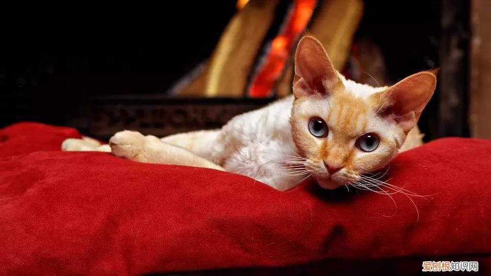 猫掉毛猫藓 猫掉毛,猫