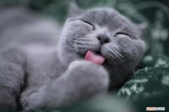猫掉毛猫藓 猫掉毛,猫