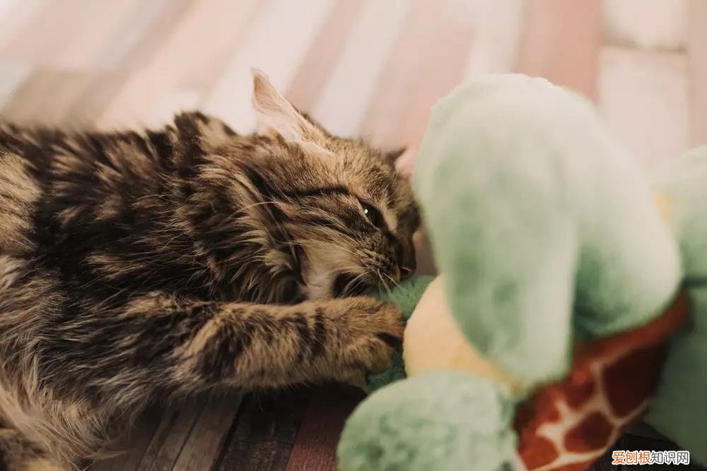 猫掉毛猫藓 猫掉毛,猫