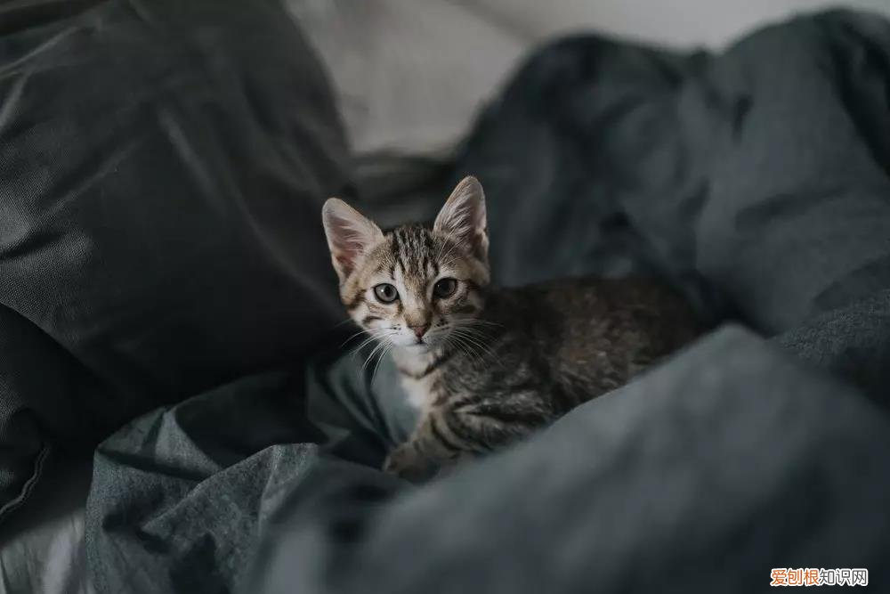 猫掉毛猫藓 猫掉毛,猫