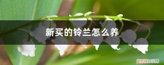 新买的铃兰怎么养护 新买的铃兰怎么养