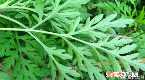 柳蒿种植方法柳蒿种植营养价值