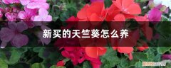 刚买的天竺葵怎么养 新买的天竺葵怎么养
