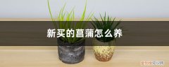 新买的菖蒲怎么养定 新买的菖蒲怎么养