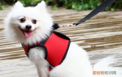 蝴蝶犬好不好养活 蝴蝶犬为什么养的人少的原因