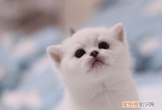 银渐层尴尬期前后对比 银渐层脱离尴尬期