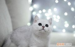 银渐层越长大越黑 银渐层越养越黑