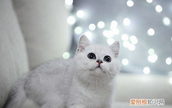 银渐层越长大越黑 银渐层越养越黑