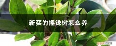 摇钱树该怎么养 新买的摇钱树怎么养