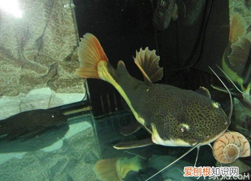 狗仔鲸好养吗？饲养狗仔鲸的注意事项，狗仔鲸好养吗?饲养狗仔鲸的注意事项是什么