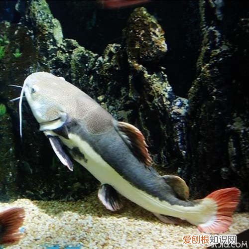 狗仔鲸好养吗？饲养狗仔鲸的注意事项，狗仔鲸好养吗?饲养狗仔鲸的注意事项是什么