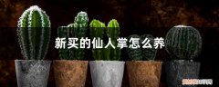 新买的仙人掌怎么养活 新买的仙人掌怎么养